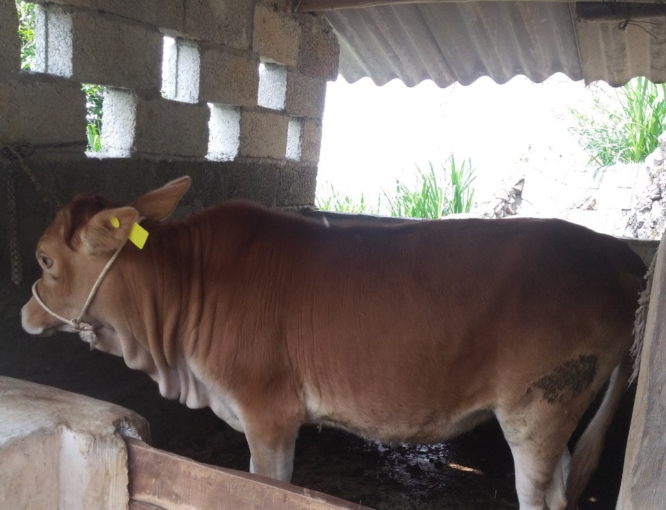xã Lũng Thầu kiểm tra thực hiện chăn nuôi bò sinh sản năm 2020